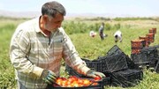 ایجاد ۱۸ هزار شغل در بخش کشاورزی استان کردستان توسط بنیاد برکت ستاد اجرایی فرمان امام