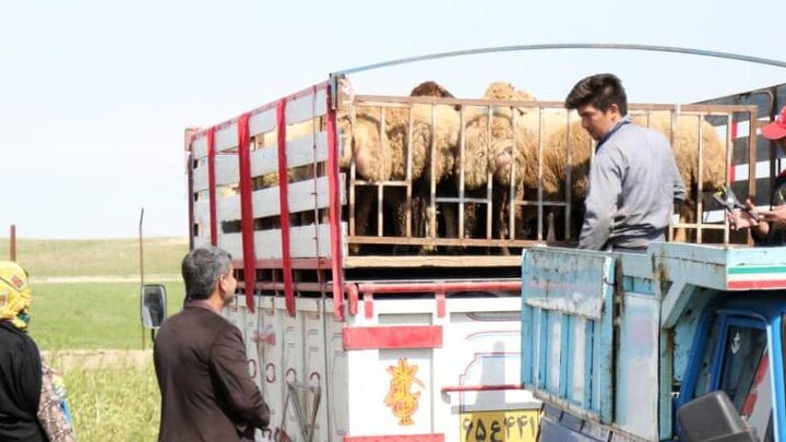 توزیع ۴ هزار راس دام سبک به دامداران متضرر از سیل در استان گلستان