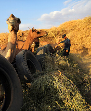ایجاد ۱۸۰ هزار شغل در حوزه پرورش دام سبک و سنگین در مناطق محروم کشور توسط ستاد اجرایی فرمان امام
