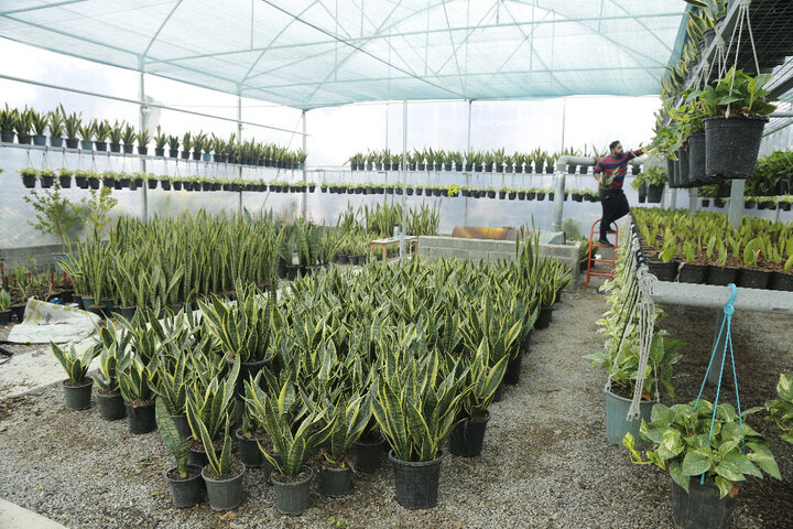 بهره برداری از ۱۰۰۰ طرح تولید محصولات گلخانه‌ای و آغاز عملیات اجرایی ۵۰ هکتار گلخانه جدید توسط ستاد اجرایی فرمان امام