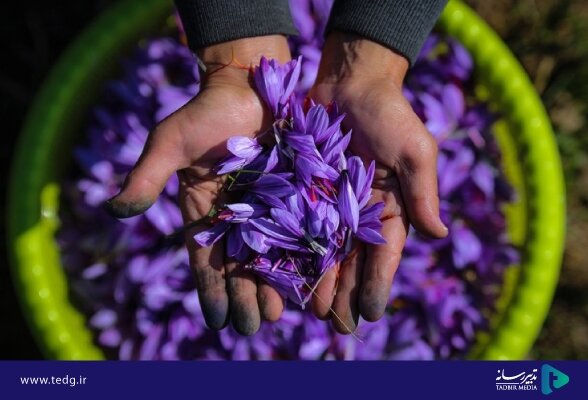 پرداخت تسهیلات ۵۰ میلیون تومانی به زعفران‌کاران توسط ستاد اجرایی فرمان امام