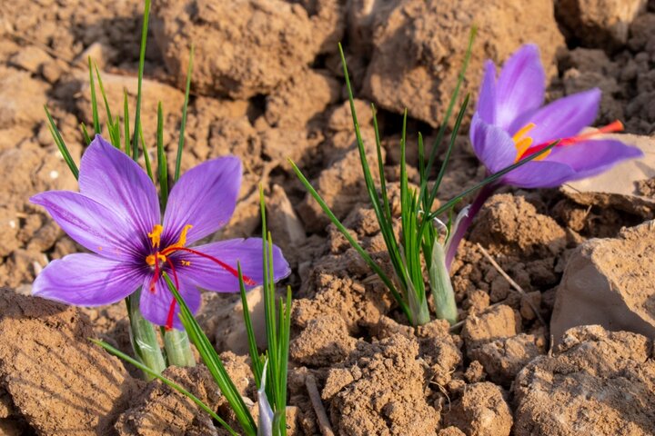 پرداخت تسهیلات ۵٠ میلیون تومانی به زعفران‌کاران توسط ستاد اجرایی فرمان امام