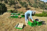 ویدئو/ اجرای ۸۷ هزار طرح اشتغال‌زایی در مناطق شهری و روستایی در سال ۱۴۰۳