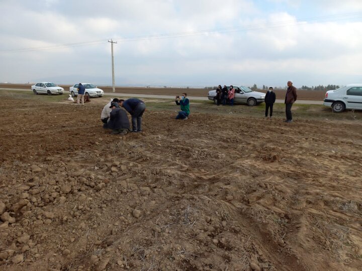 بازدید عوامل اجرایی طرح جهش تولید در دیمزارهای استان گلستان شهرستان کلاله