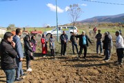برگزاری کلاس آموزشی کشت مستقیم در مزارع دیم استان مازندران