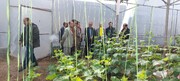 گزارش تصویری از آیین افتتاحیه طرح های گلخانه ای در روستای تلوباغ ساری
