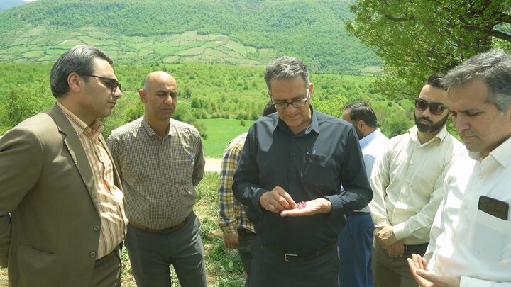 بازدید مسئولان از مزارع گیاهان دارویی در استان مازندران و تلاش برای ارتقای کیفیت تولید