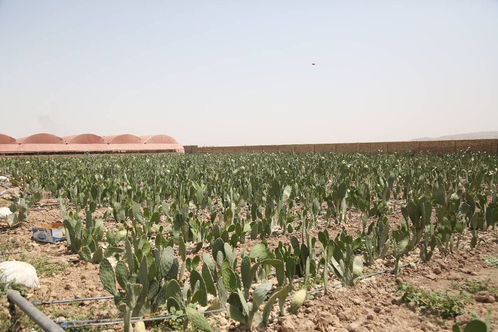 انجام ۳۰ هزار طرح در حوزه کشاورزی و آبزی پروی طی امسال / اشتغالزایی بنیاد برکت در ۱۶ هزار روستا انجام ۳۰ هزار طرح در حوزه کشاورزی و آبزی پروی طی امسال / اشتغالزایی بنیاد برکت در ۱۶ هزار روستا