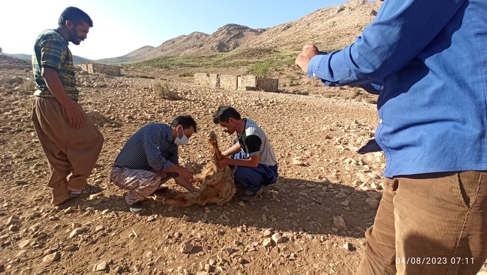 اعزام  کاروان دامپزشکی قرارگاه جهادی توسعه روستایی بنیاد احسان به منطقه عشایری سیاه کوه 
