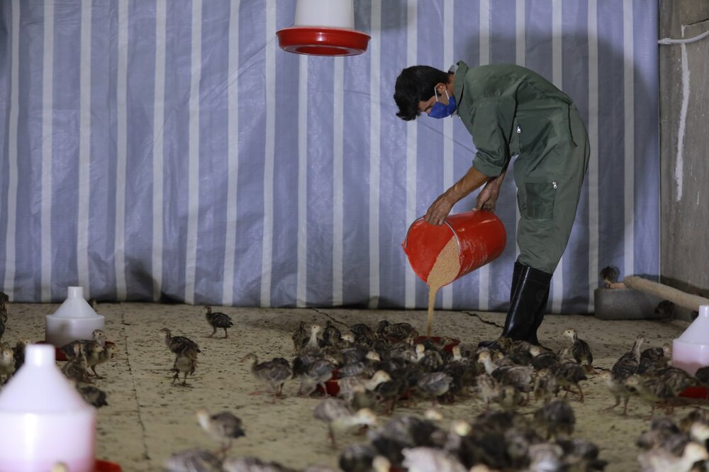 ایجاد 7 هزار طرح اشتغالزایی جایگزین کولبری در سه استان کشور