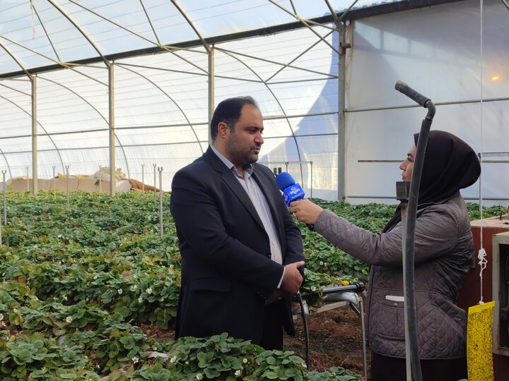 بازدید از گلخانه مدرن هیدروپونیک توت فرنگی