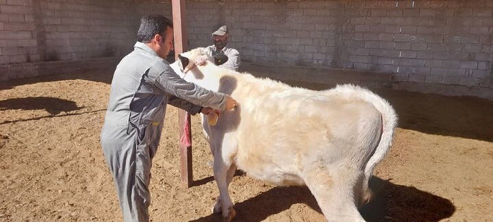 ایمن‌سازی دام‌های سبک و سنگین در استان فارس
