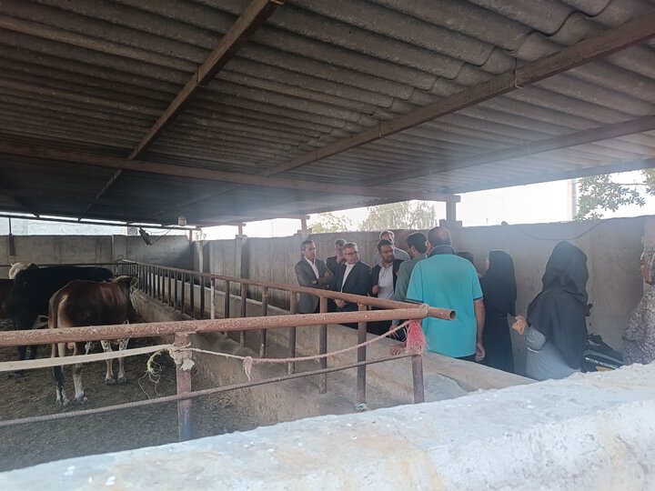 حمایت بنیاد برکت از زنجیره تأمین گوشت در بندرعباس