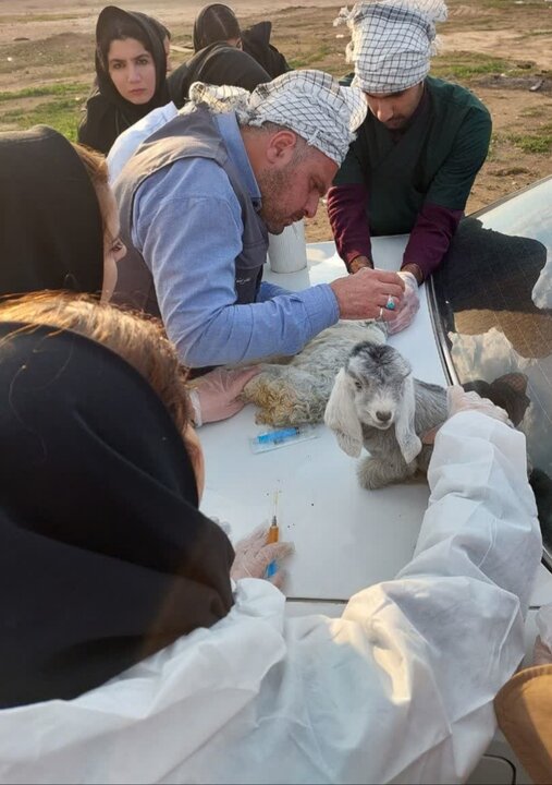 واکسیناسیون ۱۰۰ هزار راس دام در ایلام توسط ستاد اجرایی فرمان امام