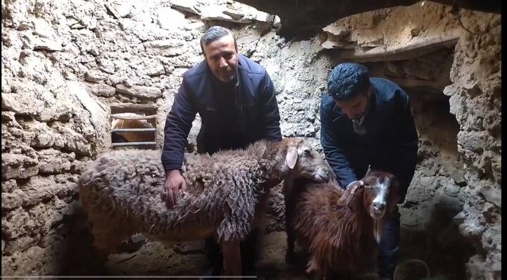 پویش نذر قربانی به همت بنیاد احسان ستاد اجرایی فرمان امام در خراسان جنوبی