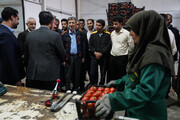 بازدید رئیس ستاد اجرایی فرمان امام از واحدهای تولیدی شرکت زرین کشت پایدار
